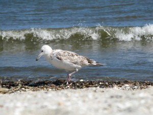 Gura Portiţei, duminica asta