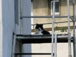 Domniţa Anastasia, pe blocul de vis-à-vis, după-amiaza asta