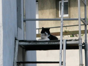Domniţa Anastasia, pe blocul de vis-à-vis, după-amiaza asta