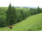 voinesti_vaca