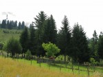 Brazi plantaţi de bunicul meu, când era elev, într-un straniu cimitir al soldaţilor din Primul Război: atât nemţi, cât şi români