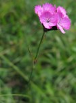 IMG_4815 IMG_4815