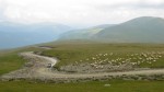IMG_4905 Transalpina