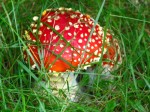 IMG_4920 IMG_4920