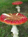 IMG_4923 IMG_4923