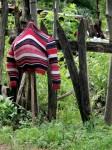 Muntii Trascaului (Apuseni) Missoni ?